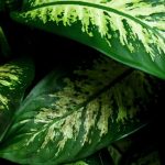 Dieffenbachia: to grow and care for