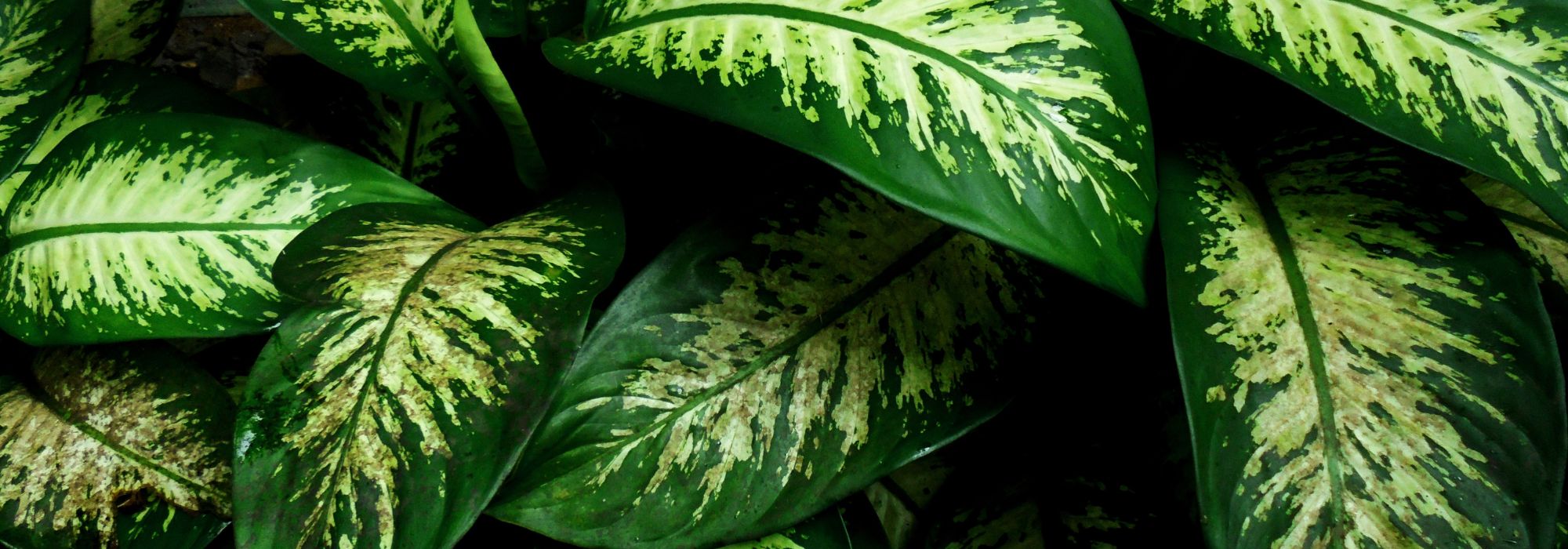 Dieffenbachia: to grow and care for