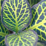 Fittonia: cultivation, care and tips for successful indoor growing