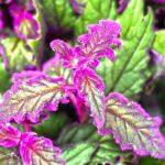 Gynura aurantiaca, velvet plant: cultivation, watering, maintenance and varieties