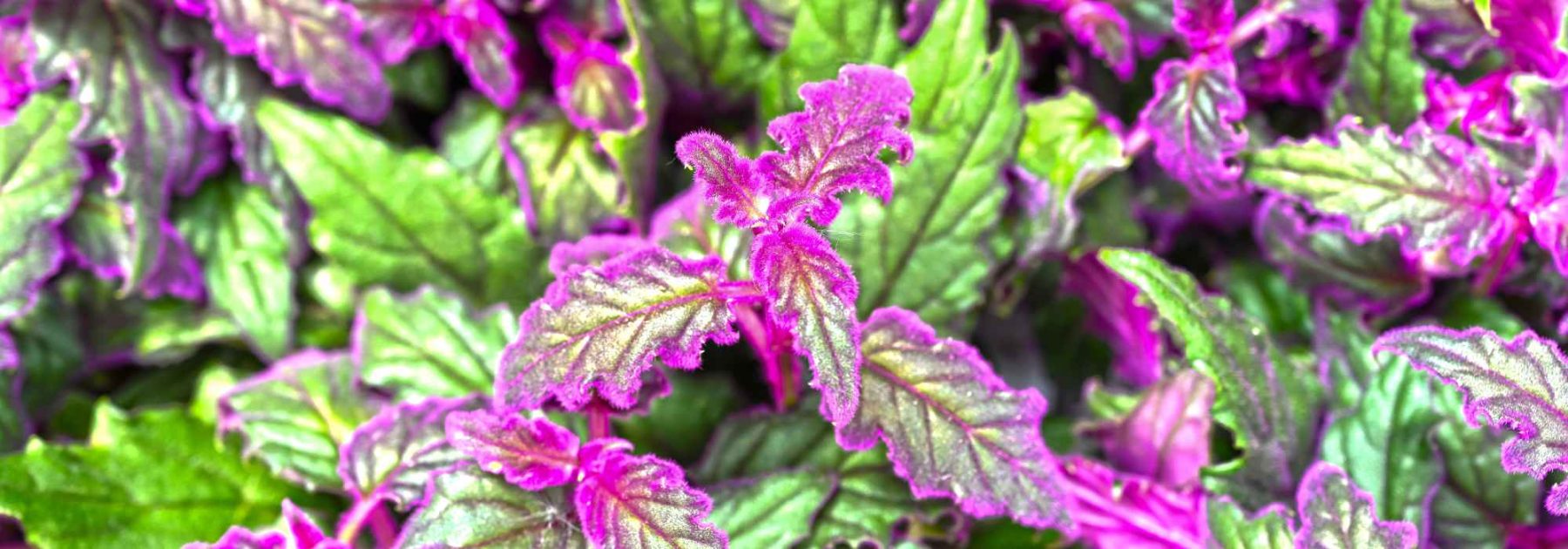 Gynura aurantiaca, velvet plant: cultivation, watering, maintenance and varieties