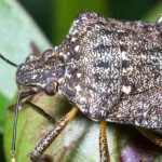 Diabolical or devil bug: how to protect your plants from this pest?