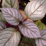 Hemigraphis: cultivation and care