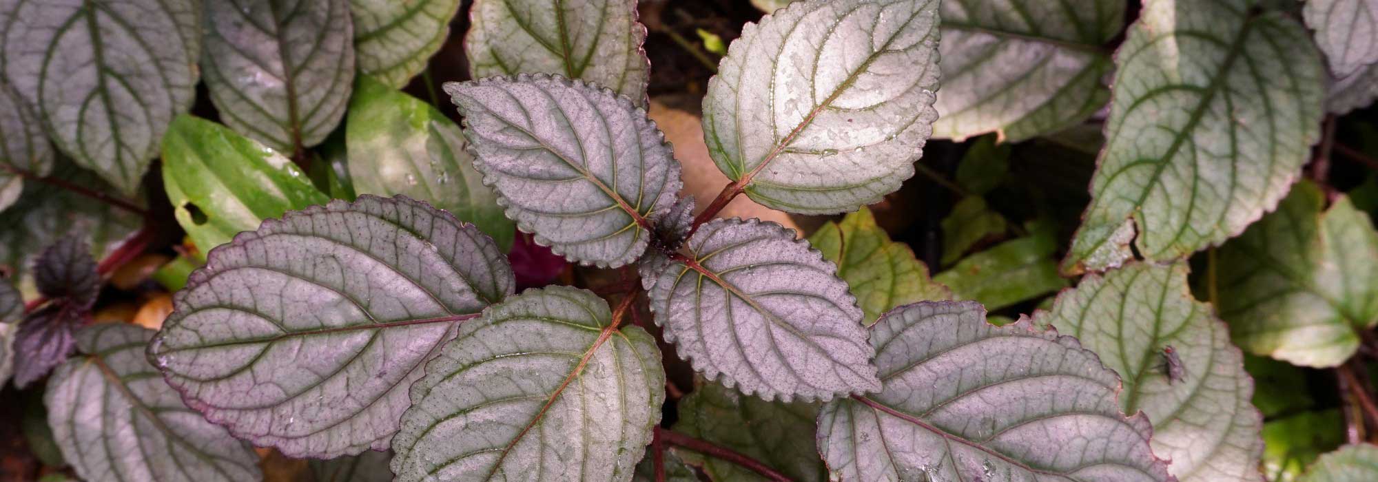 Hemigraphis: cultivation and care