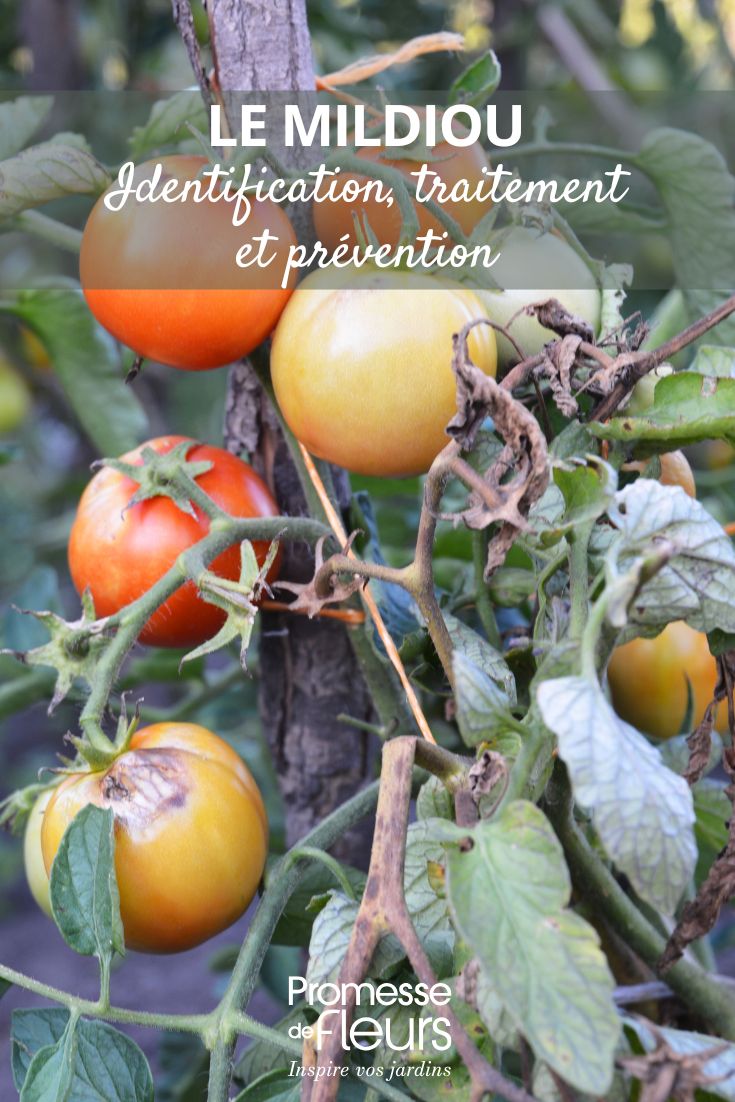 treat and prevent downy mildew