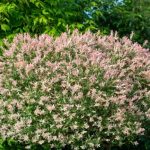 When and how to prune *Salix integra* 'Hakuro-nishiki'?
