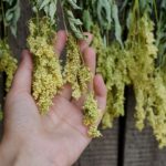 How to harvest and dry meadowsweet?
