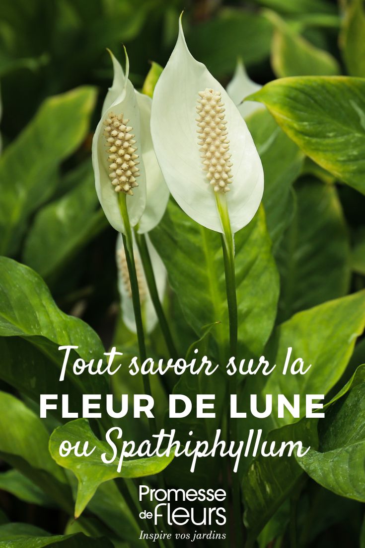 All About the Spathiphyllum moonflower: care, planting