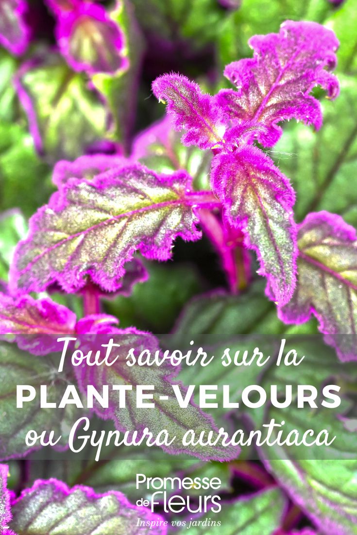 All about velvet plant Gynura aurantiaca