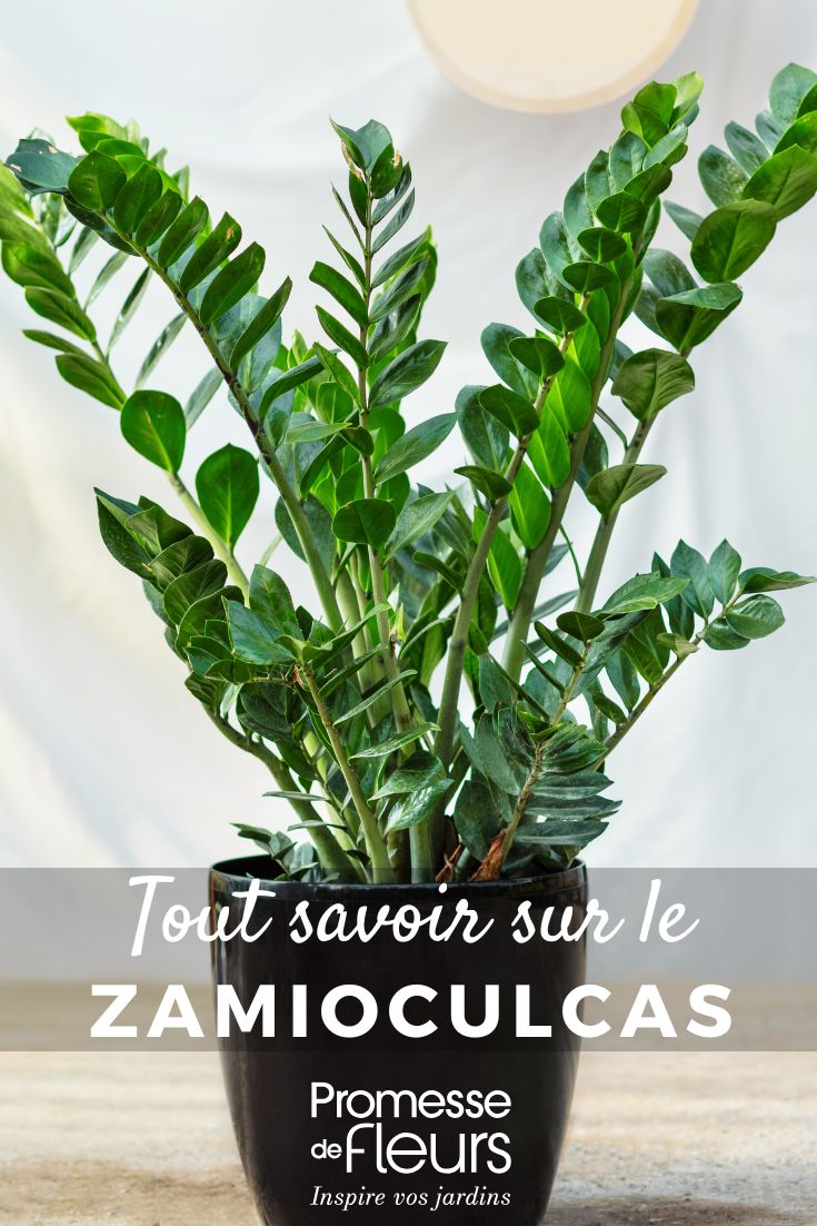 all about Zamioculcas Zamioculcas