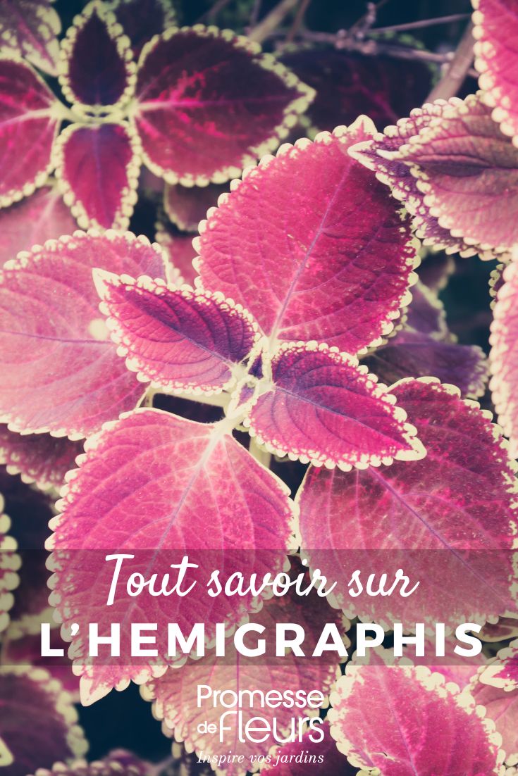 All about *Hemigraphis* purple and colourful leaf of a hemigraphis