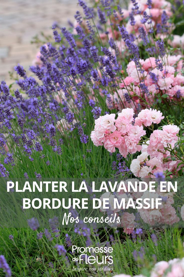 Plant lavender at the edge of a flowerbed our tips