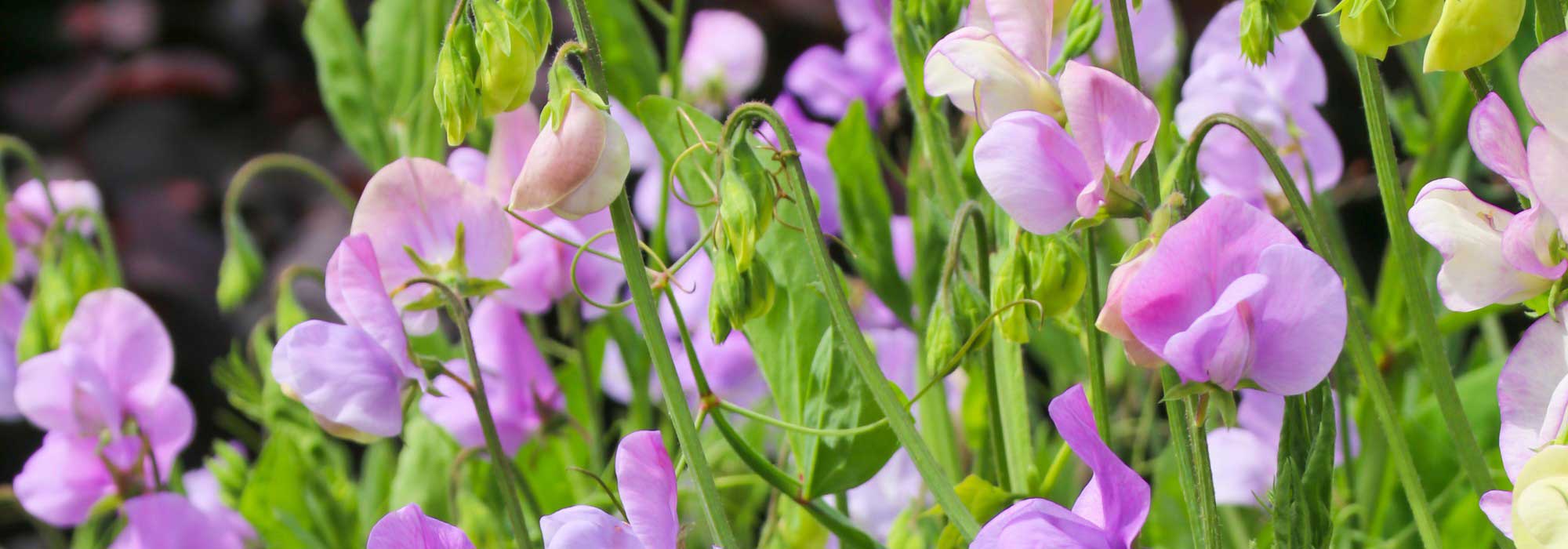Sweet peas: the most fragrant varieties