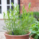 How to sow tarragon?