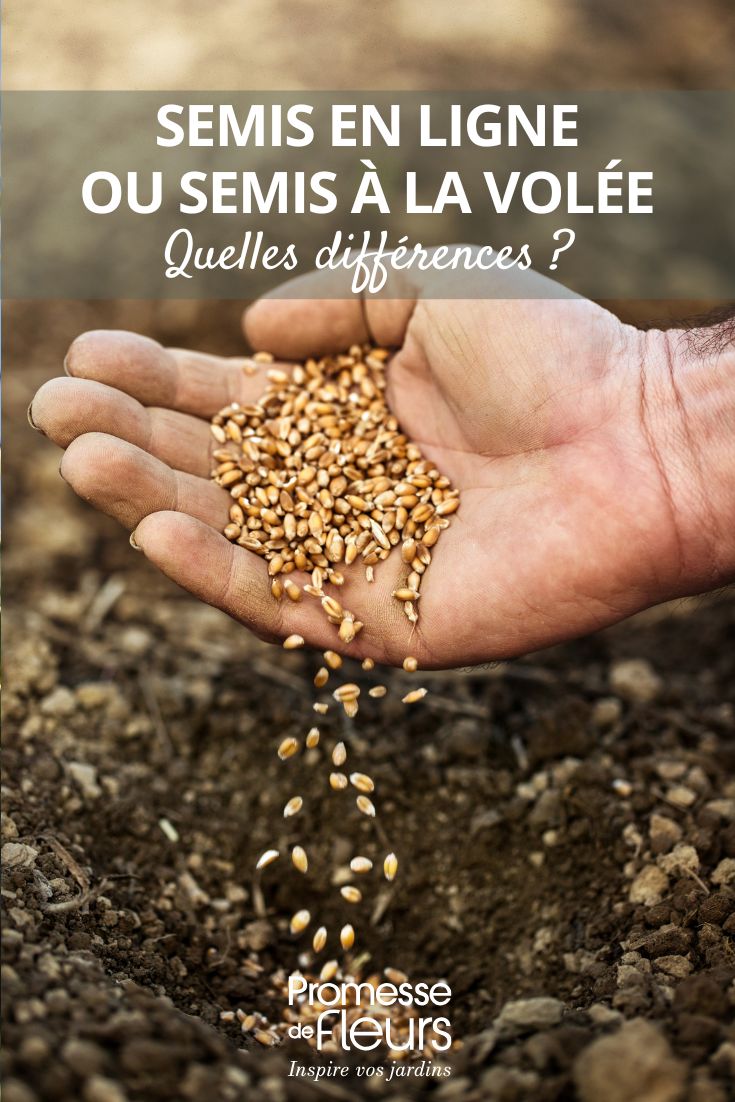 Sowing in rows or broadcasting what is the difference sowing in linen