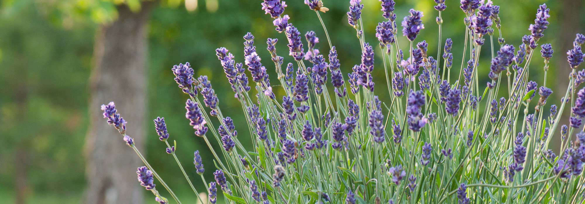 How to rejuvenate an old lavender by pruning?
