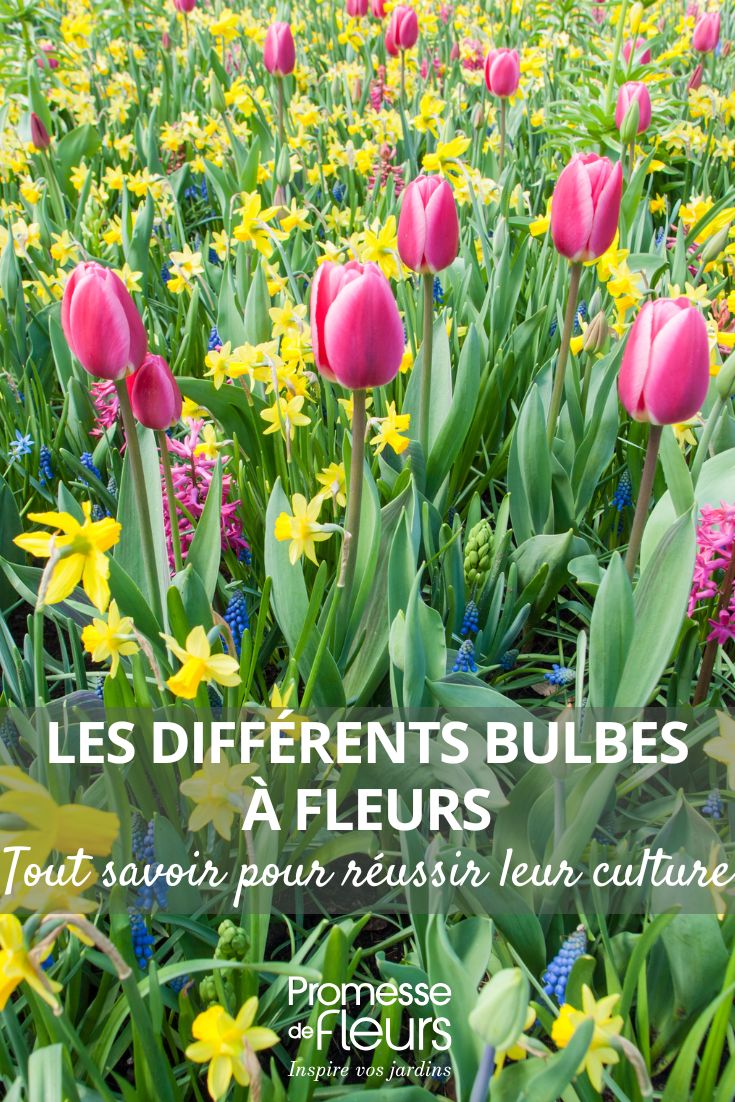Tulips, daffodils and grape hyacinths