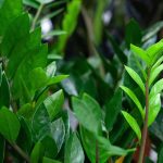 Zamioculcas: To Grow and Maintain