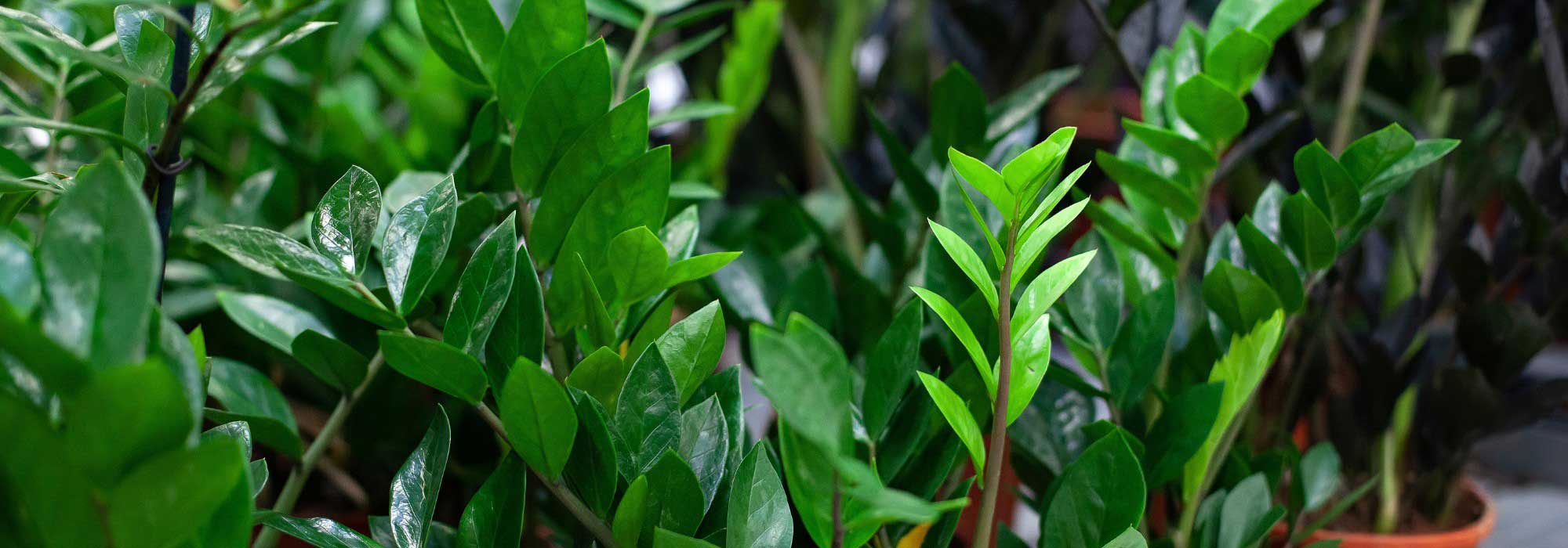 Zamioculcas: To Grow and Maintain