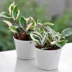 Porcelain flowers, Hoya: how to propagate easily?