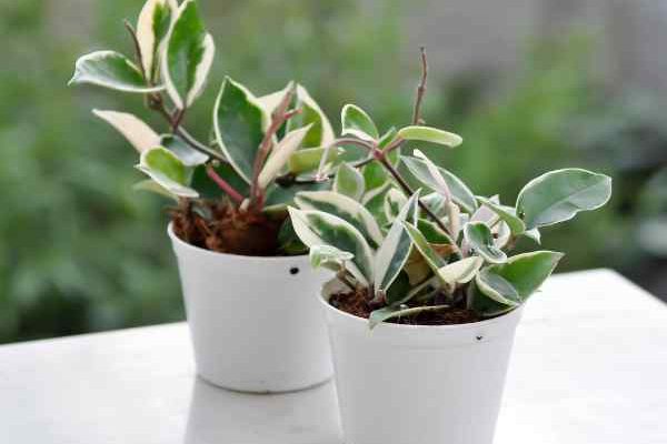 Porcelain flowers, Hoya: how to propagate easily?