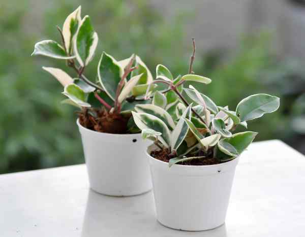 Porcelain flowers, Hoya: how to propagate easily?