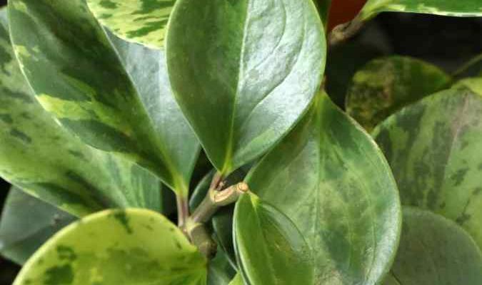 Comment to take a cutting of a Peperomia