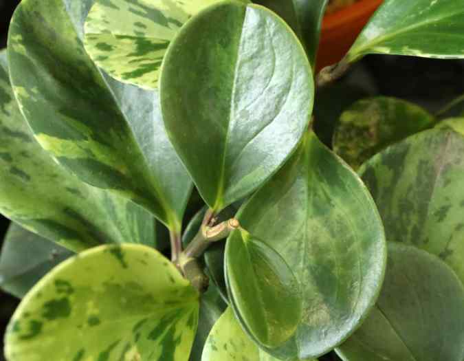 Comment to take a cutting of a Peperomia