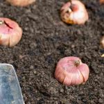 Which way should bulbs be planted?