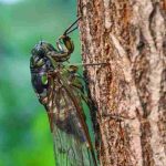 Cicadas, southern insects with a distinctive summer song heard in gardens