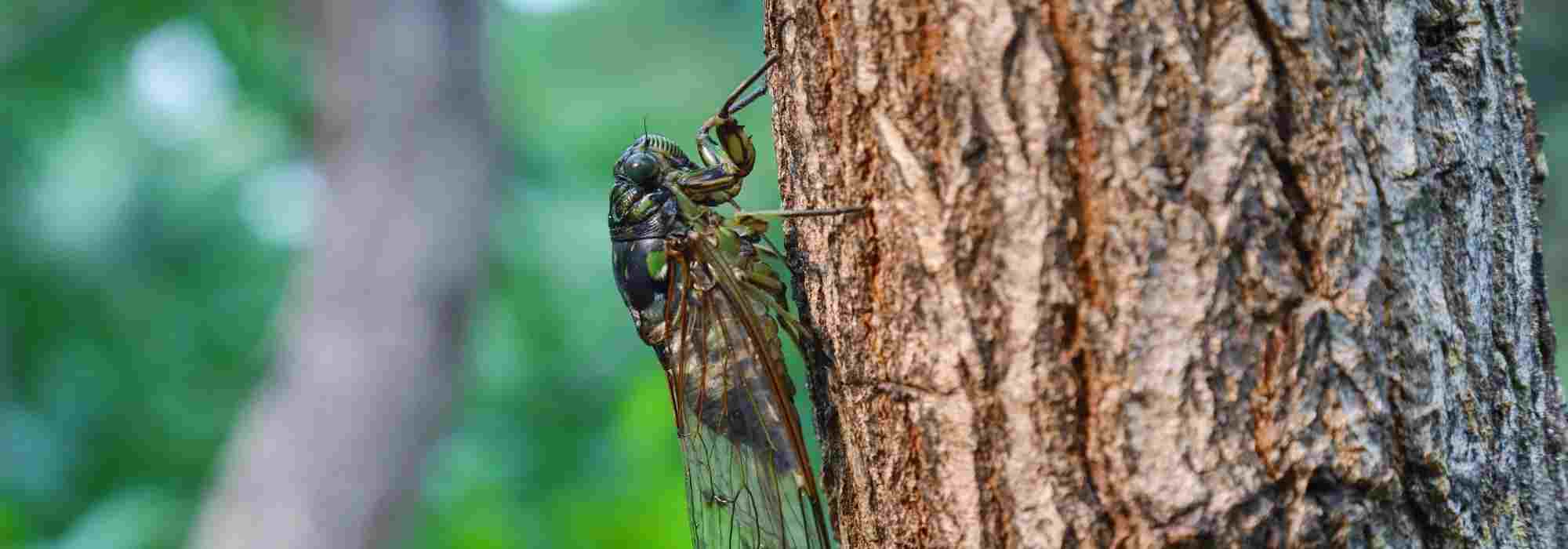 Cicadas, southern insects with a distinctive summer song heard in gardens