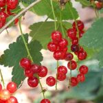 Pruning currant bushes: when and how to do it successfully
