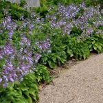 How to cover the soil without taking over?
Our favourite groundcover plants