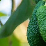 How to plant an avocado in the ground and succeed in growing it in the garden?