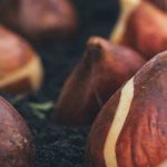 Everything you need to know about the different flower bulbs for successful cultivation.