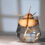 3 simple methods to germinate and grow an avocado from the stone