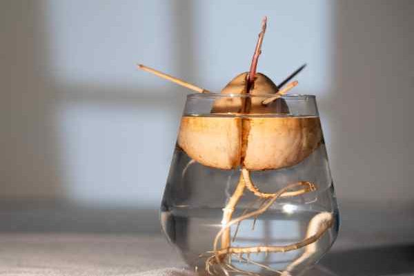3 simple methods to germinate and grow an avocado from the stone