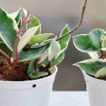 Hoya: what to do after purchasing it?