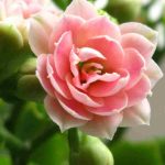 Kalanchoe as a houseplant: our care tips