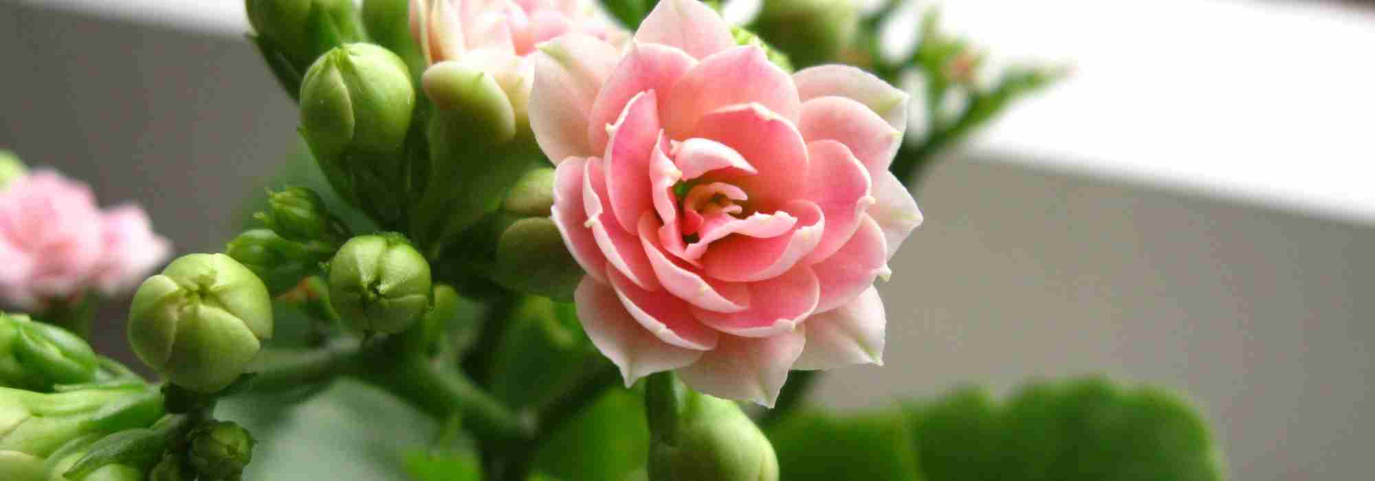 Kalanchoe as a houseplant: our care tips
