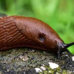 What really attracts slugs to your garden?