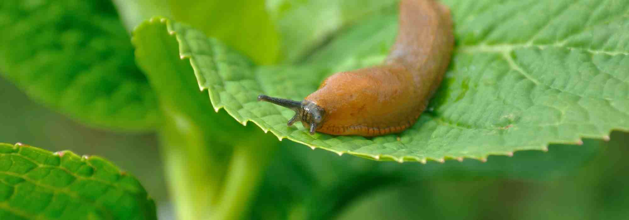 Where do slugs hide during the day? Their shelters finally revealed