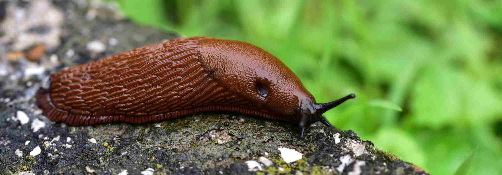 Slugs in the garden: understanding their life cycle to better control them
