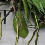 Citrus tree mal secco : everything you need to know about this disease