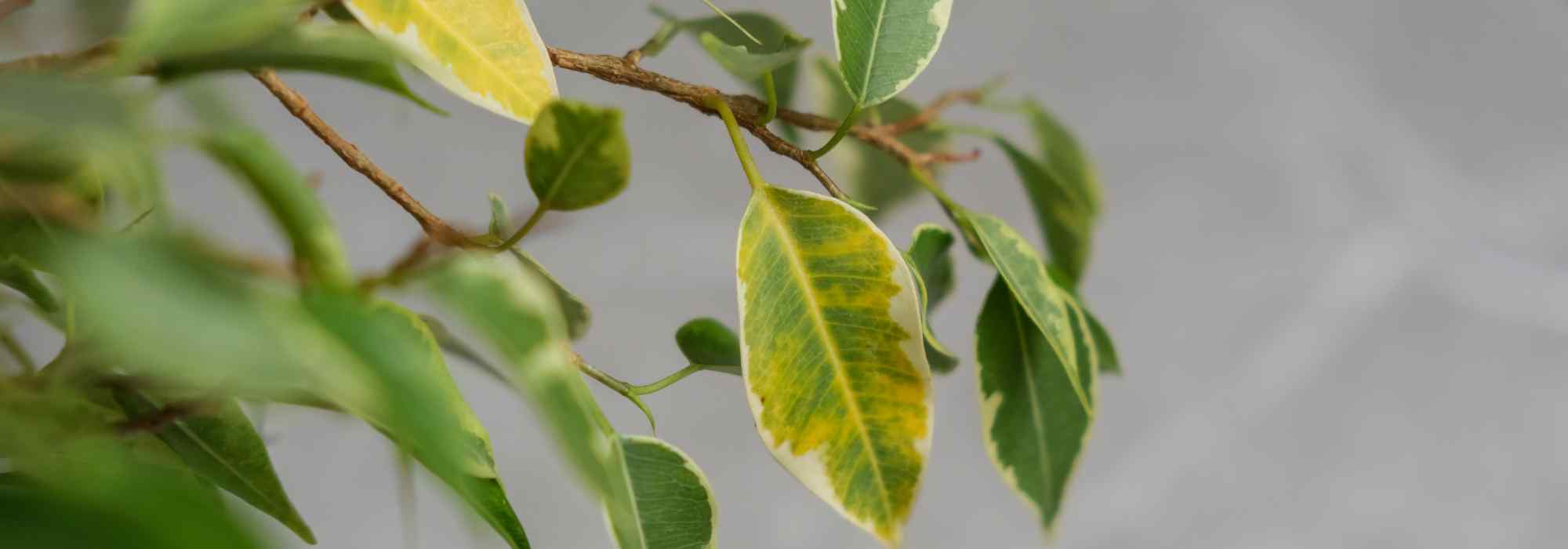 Diseases and parasitic pests of Ficus