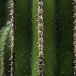 Diseases and parasitic pests of candelabra cactus