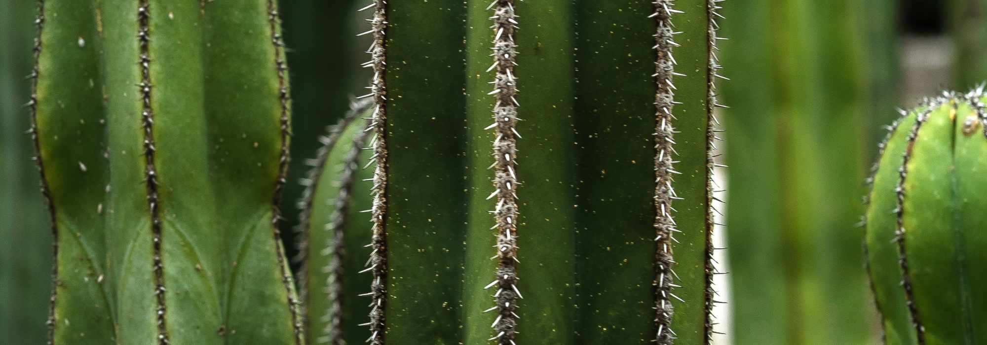 Diseases and parasitic pests of candelabra cactus