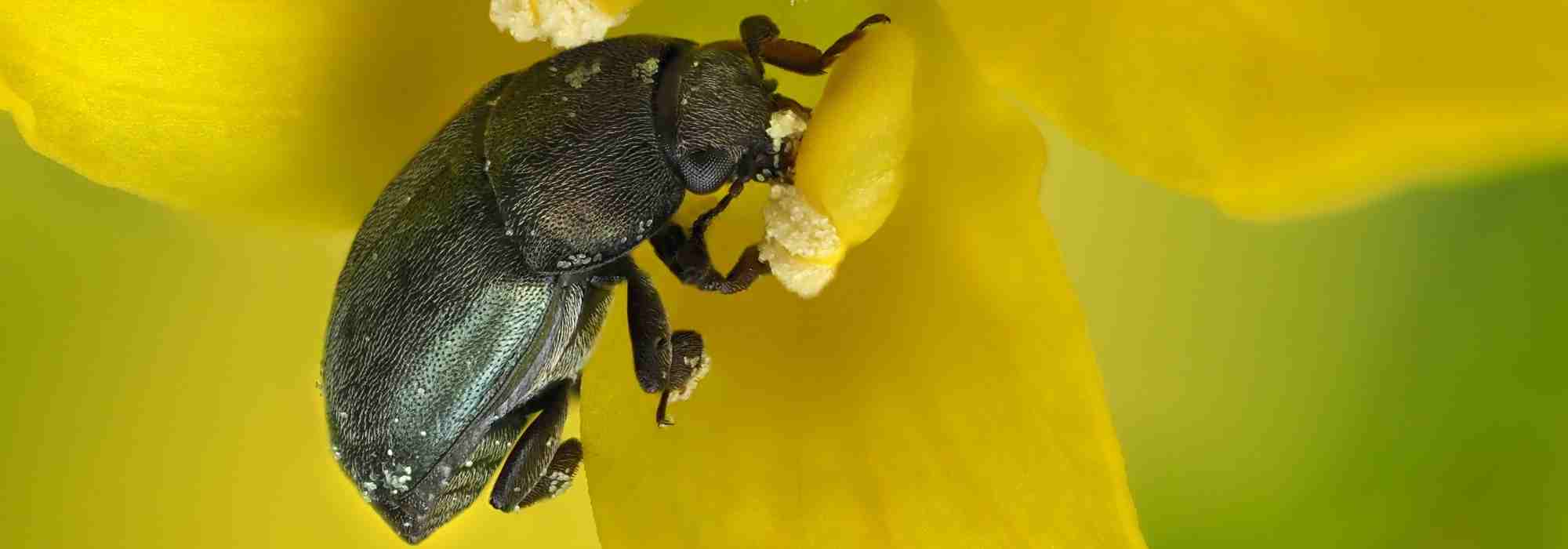 Rose pollen beetle: how to protect our roses from these pests?