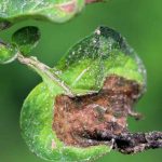 Downy mildew: identification, treatment, prevention