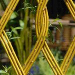 Willow in the garden: Ideas and inspiration